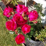 Julie Rossiter - @mccarthy5658 - Instagram