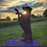 Julia rush - @boskerdog - Instagram