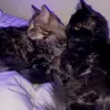 Juliascanlan - @juliascanlann - TikTok