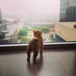 Julia Stinson Whitaker - @mushi_n_friends - Instagram