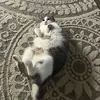 Julian Stowell - @julianstowell - TikTok