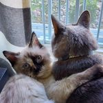 Julie Renee Strider - @mr.purrkins - Instagram