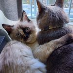 Julie Strider - @twodoodlesonecat - Instagram
