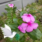 Julia Strong - Facebook