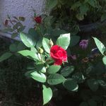 Julia Tilson - @joulestwincottage - Instagram