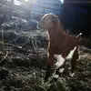 Julia_lee_❤ - @julia_tinker - TikTok