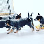 Julia N. Washburn - @plumviewacd - Instagram