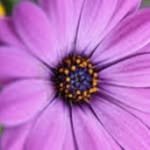 julia wiles - @juliawiles49 - Instagram