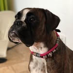 Julia Wimmer - @amytheboxer2018 - Instagram