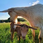 Julia Wolfe - @wolfeinthewolds - Instagram