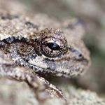 Julian Avery - @psuwildlifeecology - Instagram