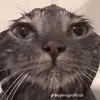 Julián Bingham - @itagoati - TikTok