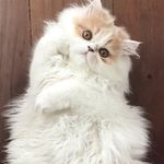 Its_Boo_The_Cat - @julian_boo_the_cat - Instagram