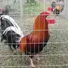 Julian Ceja - @julianceja75 - TikTok