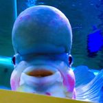 Julian Crowder - @ogjulians_fish - Instagram