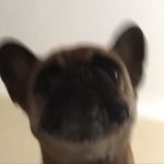 Julian Crowders Dog - @ogjuliancrowders_dog - Instagram