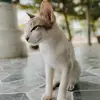 kucing desa - @driverjulian448 - TikTok