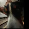 JulianHiggins - @jarviioszgf - TikTok