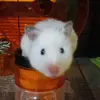 julianlamb - @hamsterguy_123 - TikTok