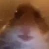 Julianmaier - @8383_julian_maier - TikTok