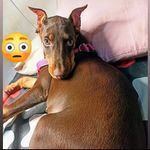 Julián Quesada Rojas - @doberman_colombia_huila - Instagram