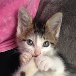 Julian Rush - @the_purrfect_getaway - Instagram