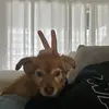 Julianne Westfall - @julianne.westfall - TikTok