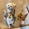 julieabrahamson92 - @scottyluckyblossom - TikTok