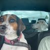 beaglemumjulie - @beaglemumjulie - TikTok