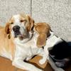 Beagles.Luna.Julie - @beagles.luna.julie - TikTok