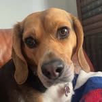 Julie 🐶🐾 - @julie.beagle31 - Instagram