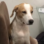 @julie_beagle18 - Instagram
