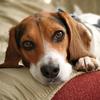 Julie the Beagle Hound - @julie_the_beagle - TikTok