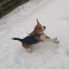 Julie van de Noorderheide - @julie.thebeagle - TikTok