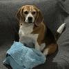 Juliebeagle - @juliebeagle - TikTok