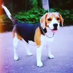 Juliet - @juliebeagle1 - Instagram