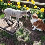Julie Bevan - @julesneilgirlsandsheep - Instagram