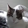 Julie.bisson - @lulujujuso - TikTok