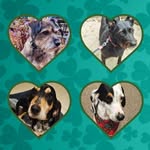 Tina mit Leica, Nero, Julie & Bruno 🐾 - @sheltersweethearts78 - Instagram