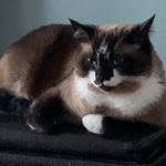 Julie Buddenborg - @juliebuddenborg - Instagram