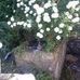 Julie Burroughs - Facebook