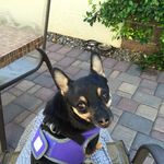 julie Byron - @opiumdancer - Instagram