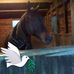 Julie Capaldi - Facebook