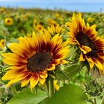 Julie Caplinger - @coffee_n_sun - Instagram