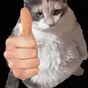 Julie Cato - @julie.cato3 - TikTok