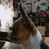 julie chaplin610 - @jujuchap2 - TikTok