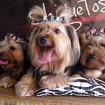 Julie, Cherry e Dorinha - @criancas_yorkshire - Instagram