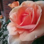 Julie Coles - @juliecoles16 - Instagram