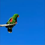 Julie Coll - @madame_eclectus - Instagram