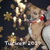 juliecontestabile - @juliecontestabile - TikTok